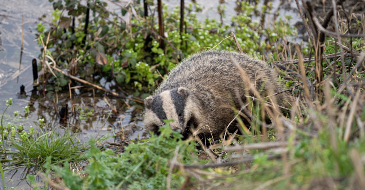 a badger explores a lakeshore surrounded by lush greenery perfect for wildlife photography enthusi 1