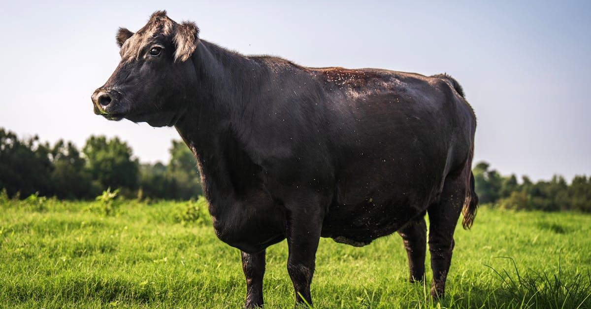 a black angus cow stands calmly in a vibrant green field during a sunny summer day