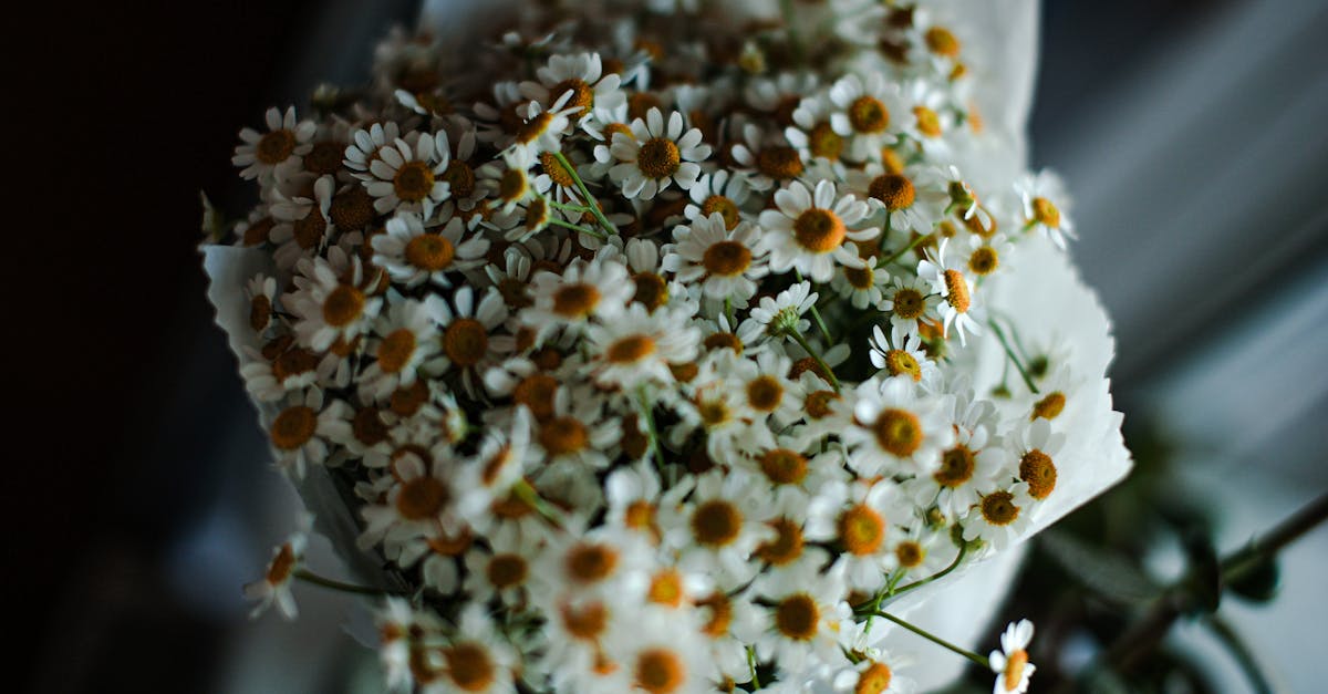 a close up of a chamomile bouquet with soft delicate lighting perfect for floral lovers