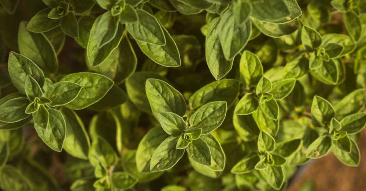 a close up view of fresh oregano leaves basking in natural sunlight highlighting their vibrant gree