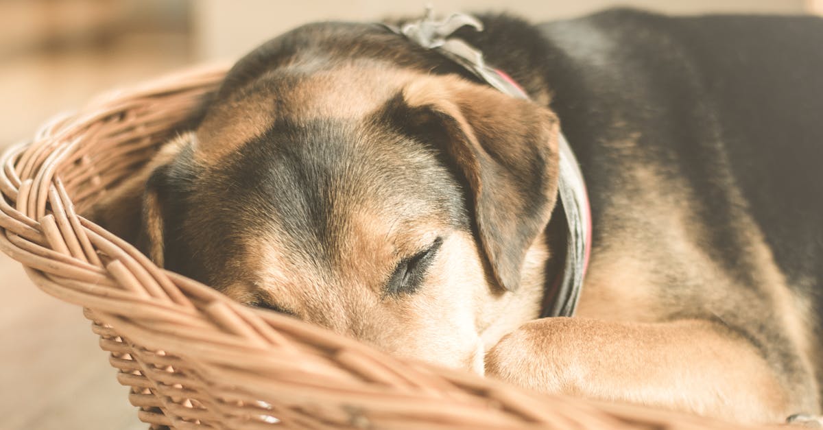 a cute mixed breed puppy peacefully sleeping in a wicker basket indoors
