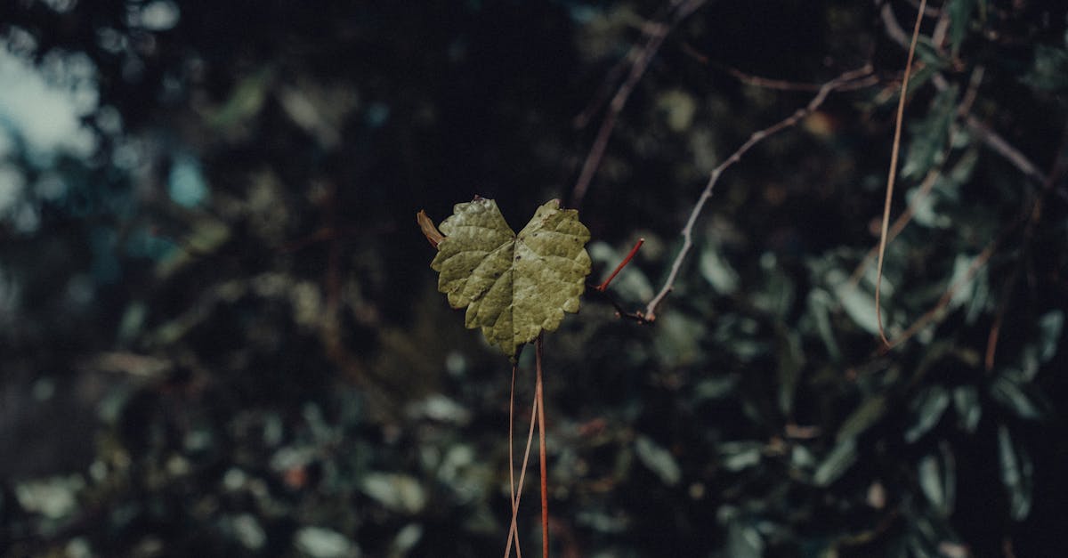 a heart shaped leaf captured with a blurred forest background evoking a sense of nature s beauty