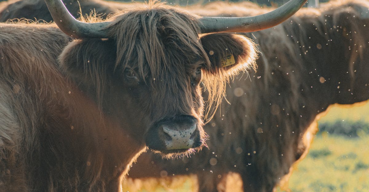 a majestic highland cattle with large horns standing in a sunlit pasture with mist surrounded by du
