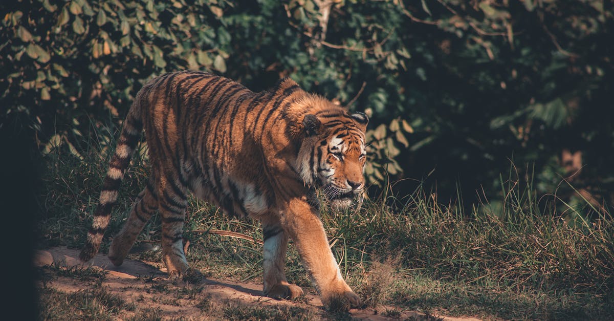 a majestic tiger walks through grass in its jungle habitat captured in natural daylight