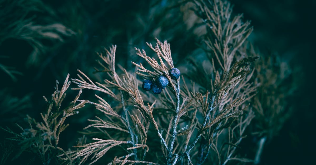 a moody detailed shot of juniper berries on a dry branch with a dark background