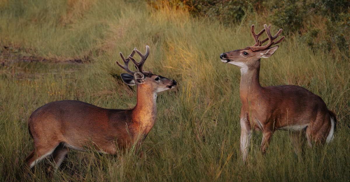 a pair of white tailed deer odocoileus virginianus standing in a serene grassy field