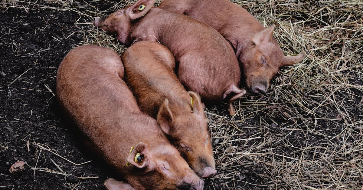 a peaceful scene of red wattle hogs sleeping on straw in a farm setting