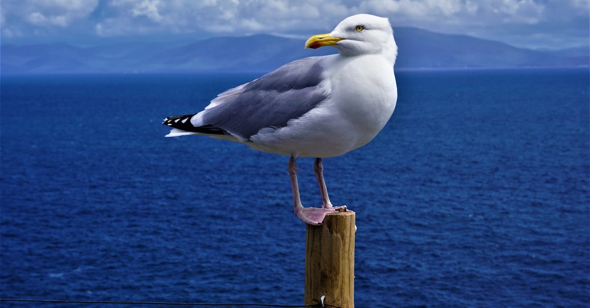 a seagull perched on a wooden post with the ocean and mountains in the background in dingle ireland