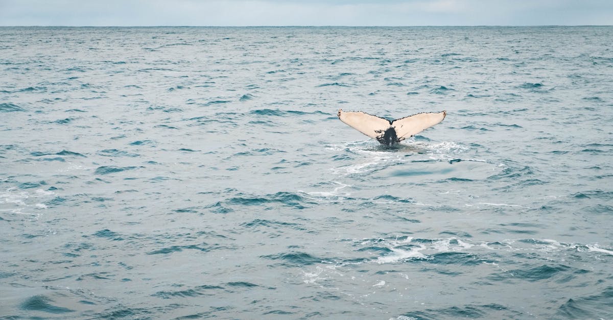 a stunning view of a whale tail surfacing in the ocean near iceland depicting marine life