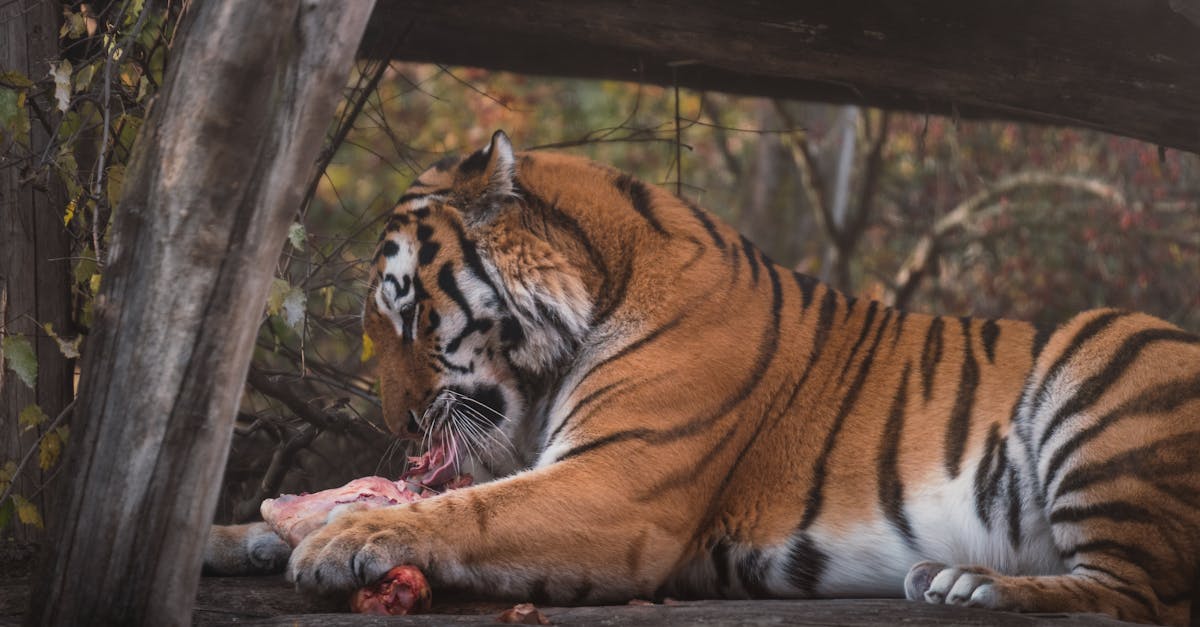 a tiger enjoying a meal in a natural setting showcasing its wild instincts