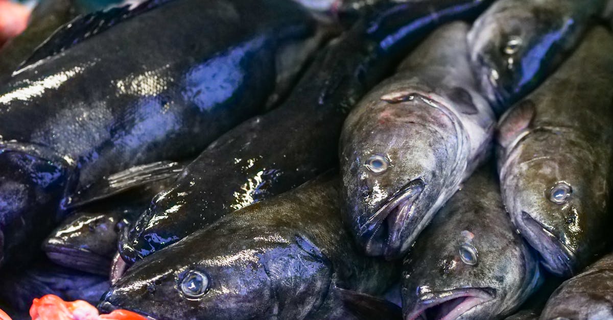 a vibrant display of fresh black cod fish at a seafood market showcasing high quality seafood