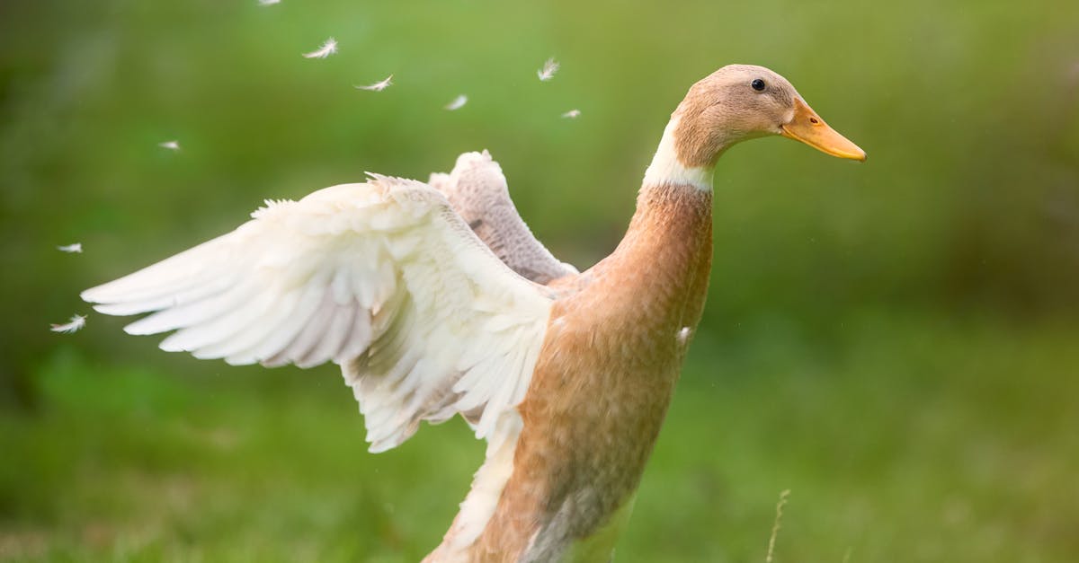 a vibrant domestic duck spreading its wings gracefully on lush green grass