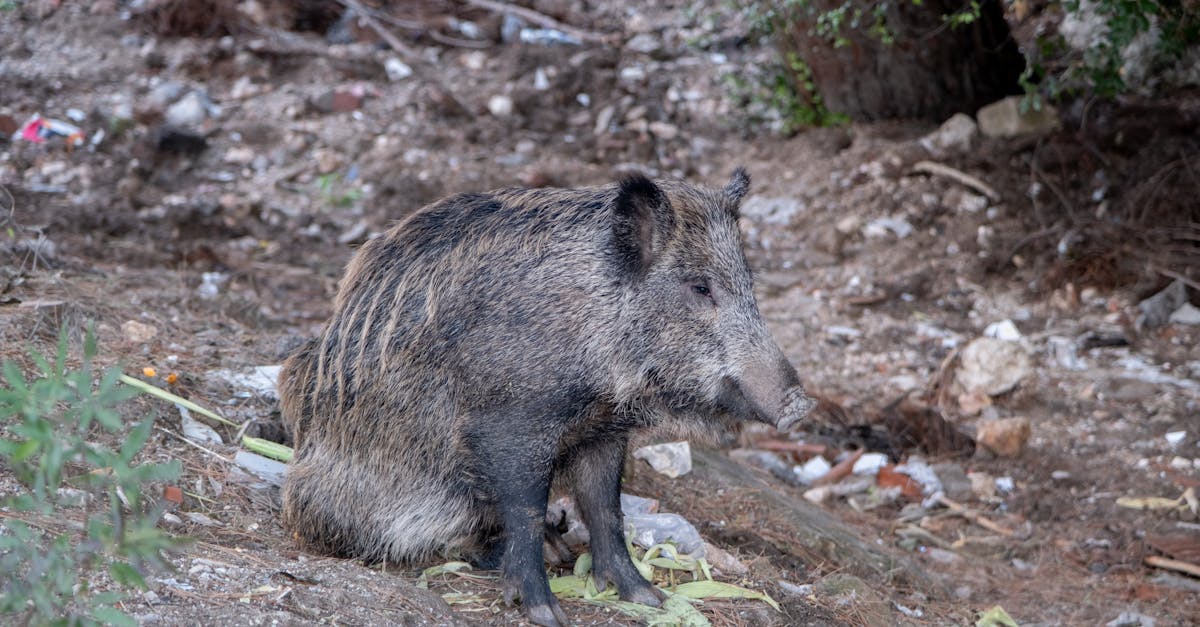 a wild boar sits in its natural habitat in izmir turkey captured in a candid wildlife photo