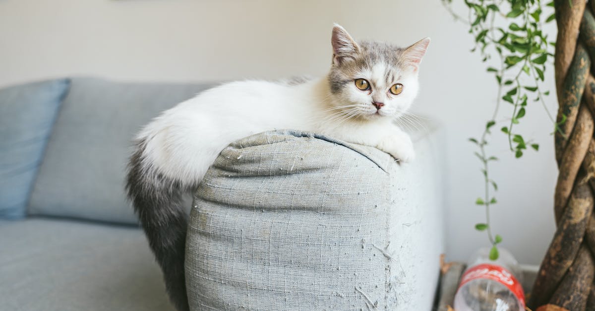 adorable munchkin cat lounging on a sofa indoors surrounded by cozy home decor