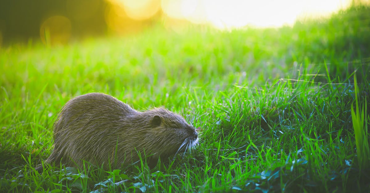 close up of a nutria grazing in a sunlit meadow in lubbenau germany capturing the essence of wildl