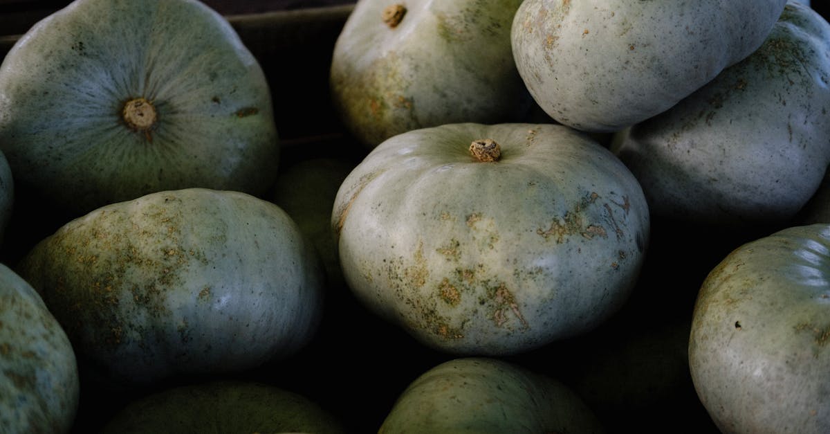close up of a pile of freshly harvested blue hubbard squash perfect for fall recipes