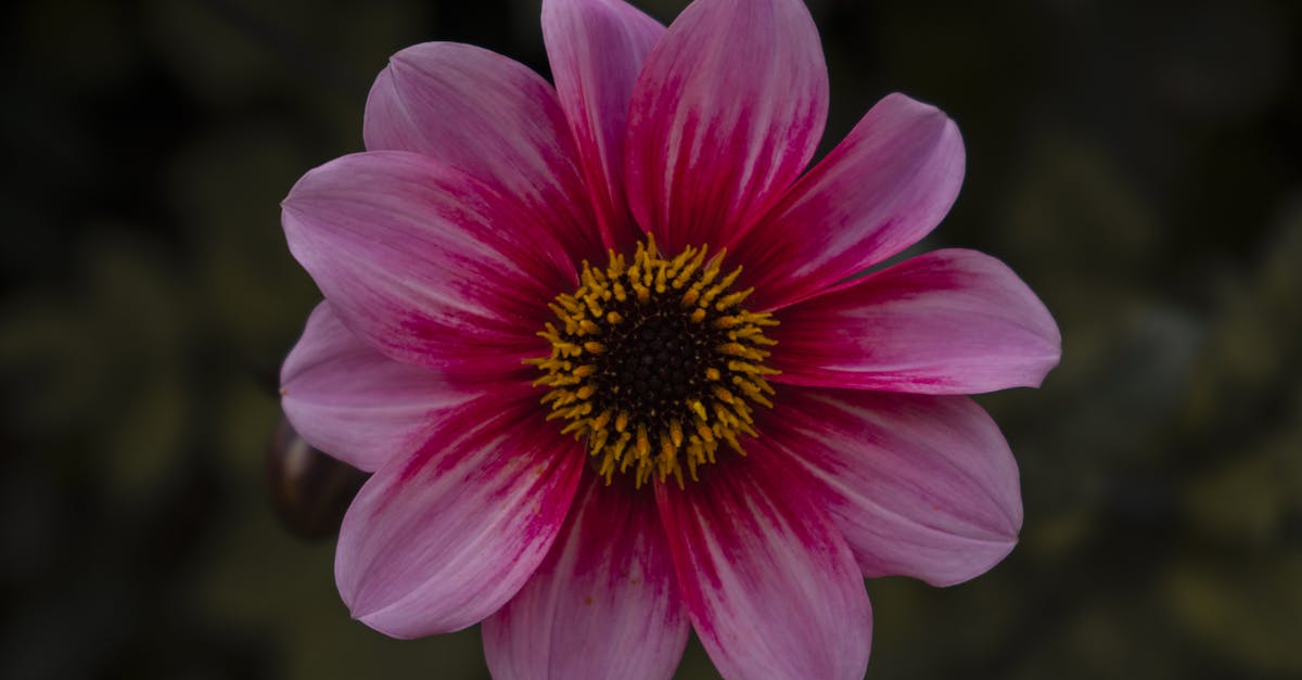 close up of a vibrant pink dahlia flower with yellow center captured in a brussels garden