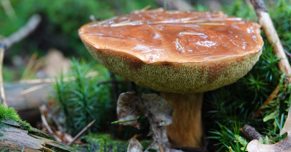 close up of a wild mushroom in a lush forest setting in ermelo gelderland the netherlands