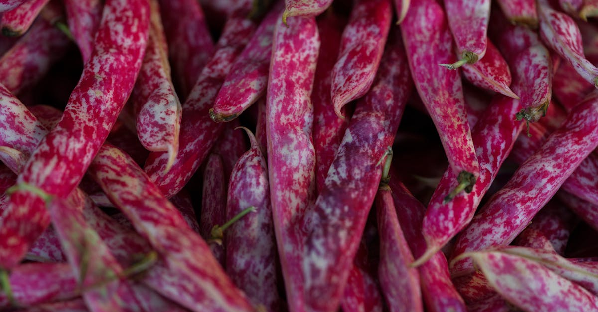 close up of colorful fresh red borlotti beans highlighting their natural appeal and