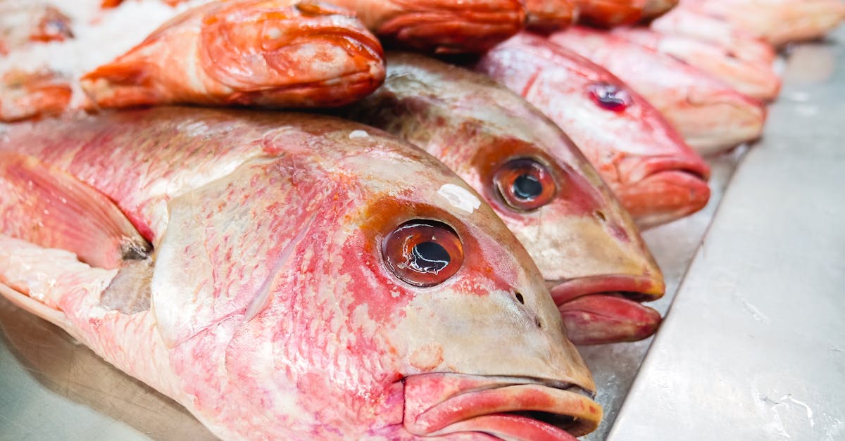 close up of fresh red snapper fish on ice at a seafood market ready for purchase
