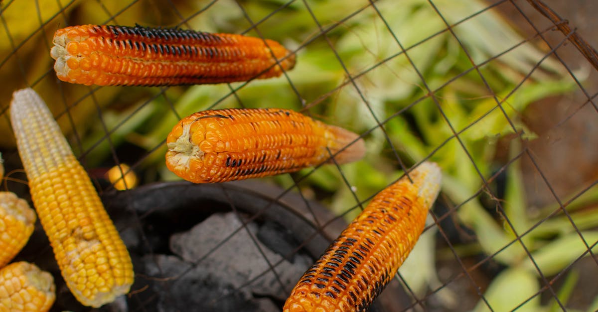close up of freshly grilled corn on a wire rack over hot coals perfect for outdoor barbecue