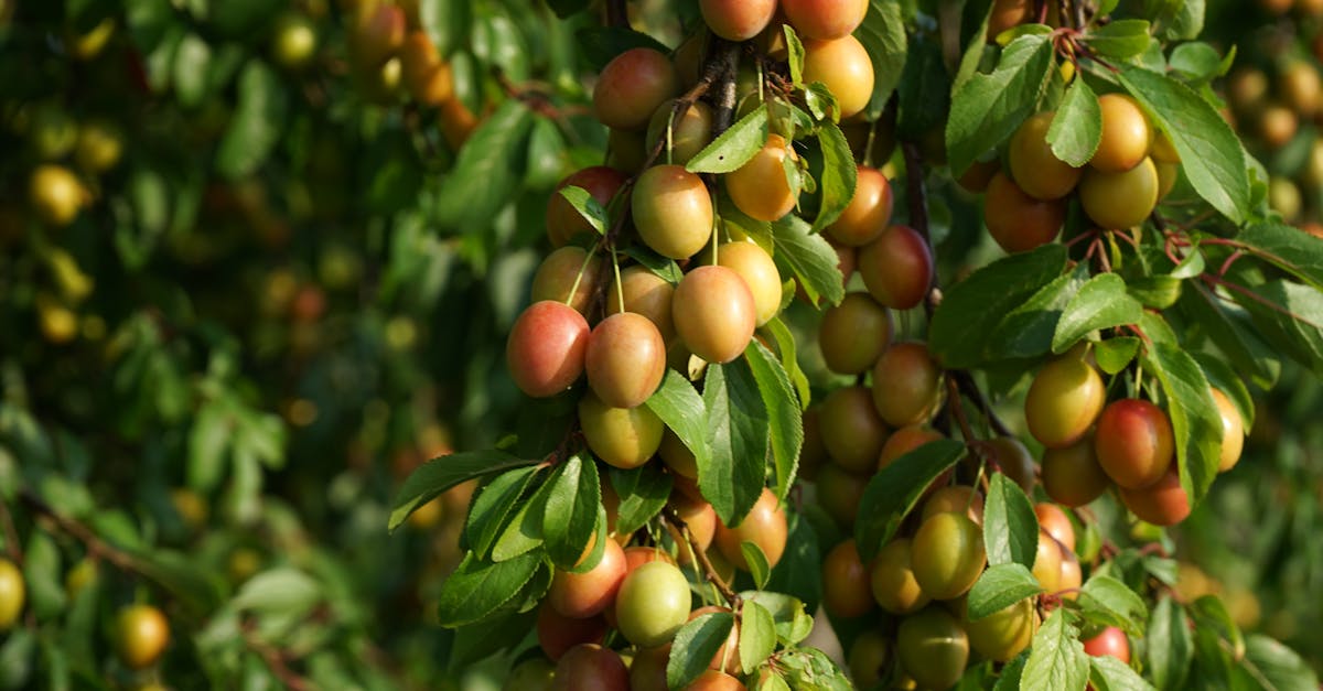 close up of ripe mirabelle plums hanging from lush green branches on a sunny day