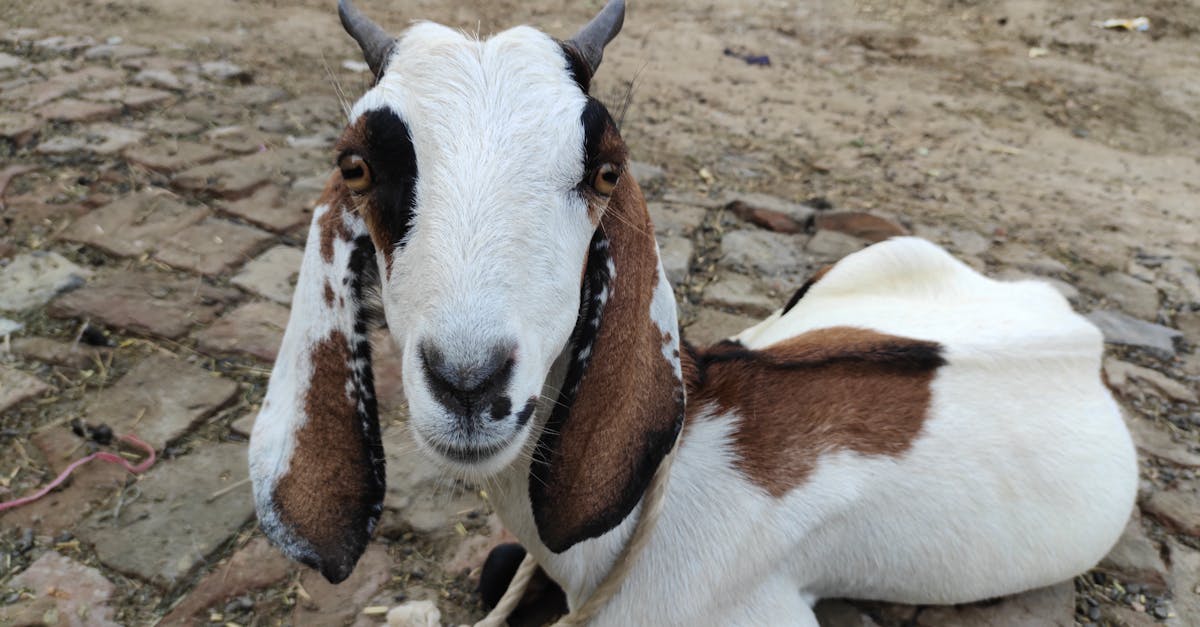 close up portrait of a beautiful brown and white goat resting outdoors