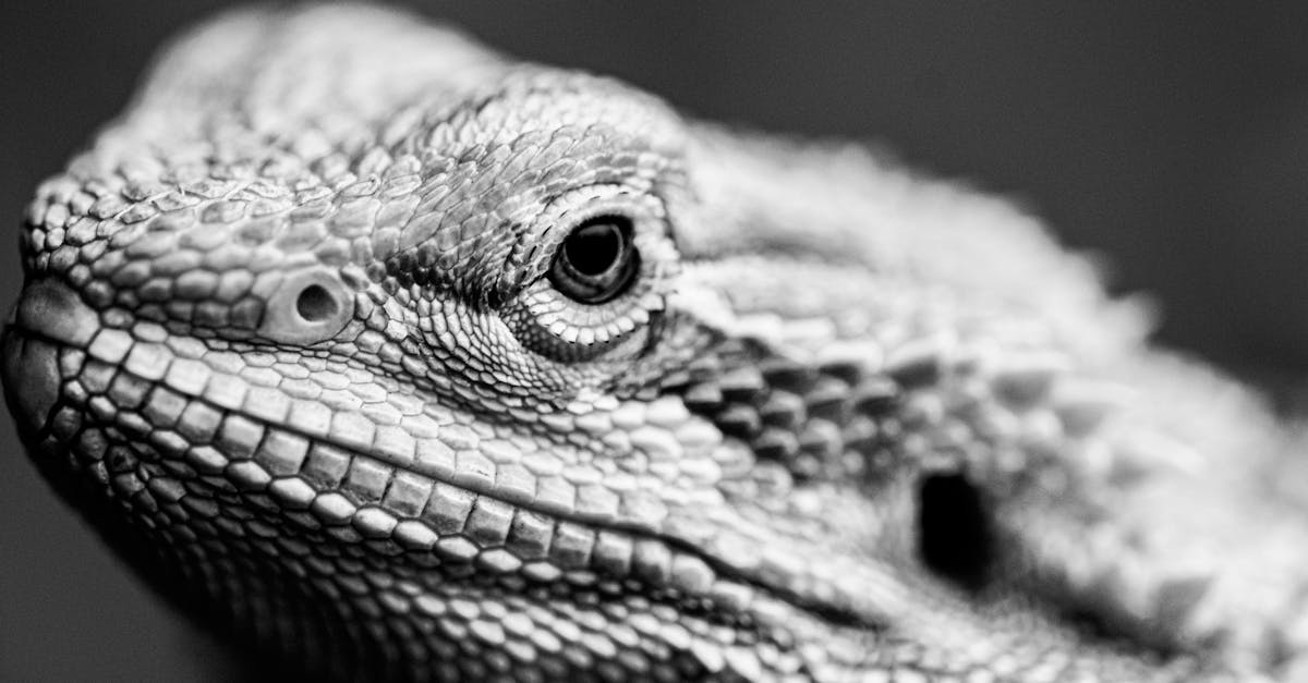 detailed black and white portrait of a bearded dragon showing its textured scales