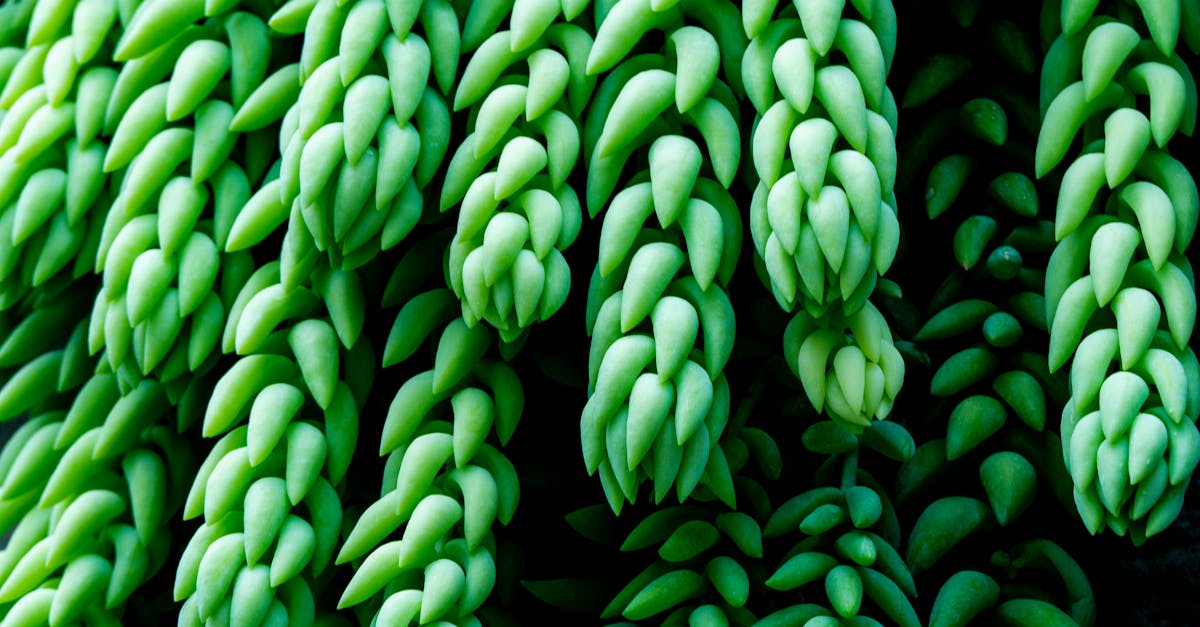 detailed close up of a lush green burro s tail succulent showcasing its unique texture and pattern