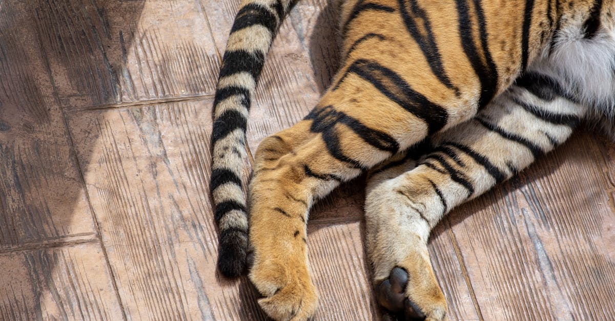 detailed close up of a tiger s legs and tail on a wooden surface showcasing its distinctive stripes