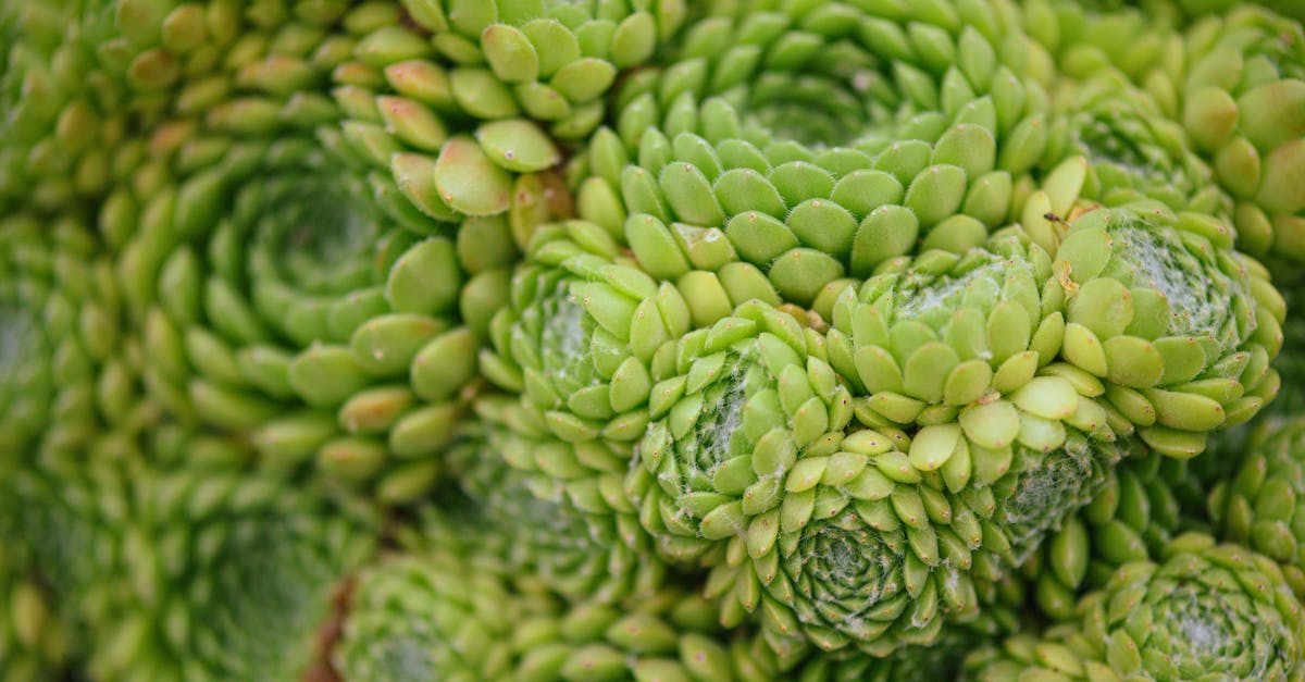 detailed macro shot of tightly packed green succulent rosettes showcasing natural patterns