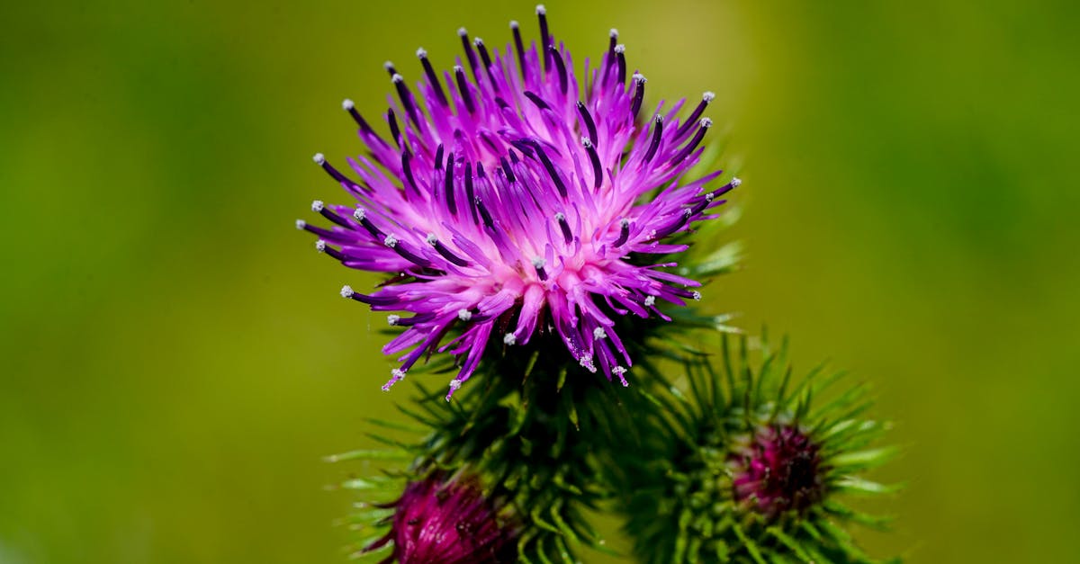 detailed shot of a vibrant purple thistle flower showcasing its delicate petals against a green bac
