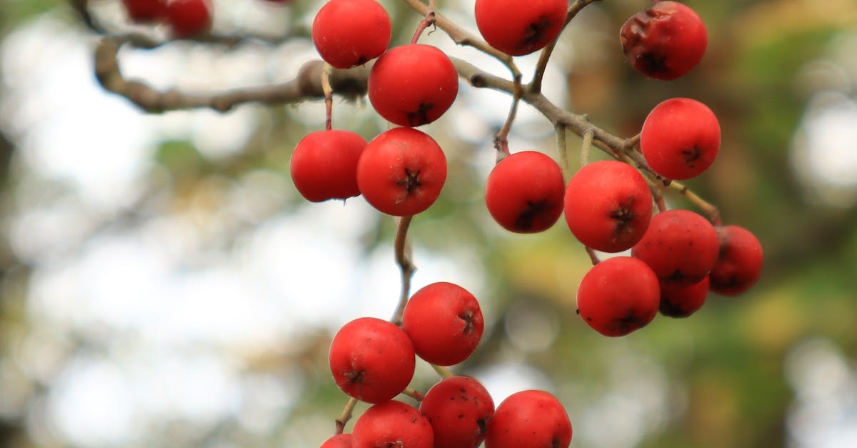 focused shot of red rowan berries hanging on a branch capturing the essence of autumn