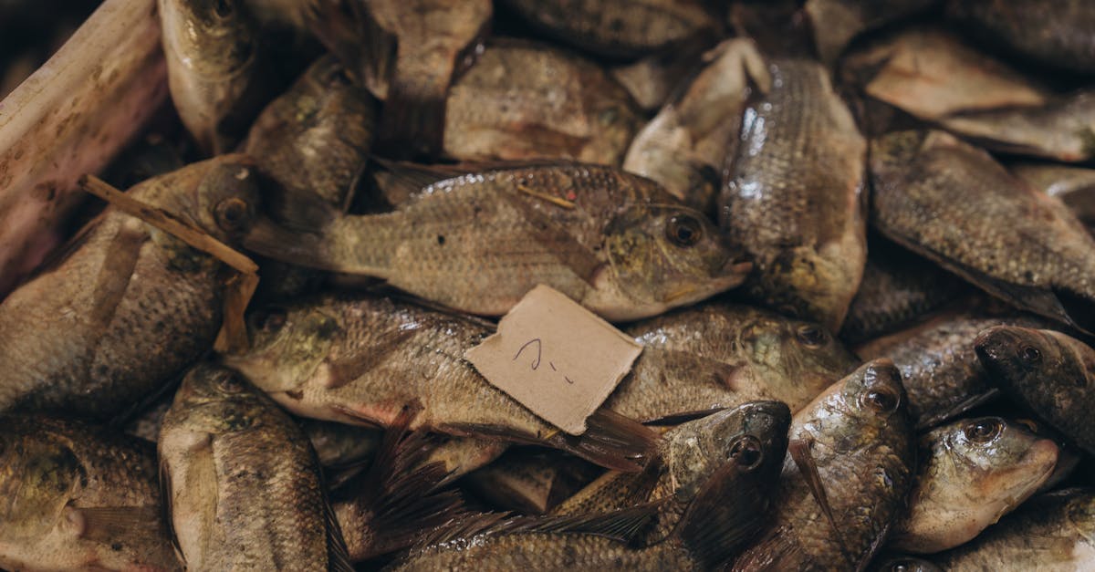fresh fishes displayed in a bustling cairo market showcasing local seafood