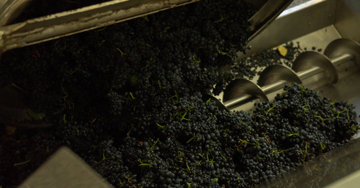 grapes being processed in a winery machine showcasing industrial wine production 1