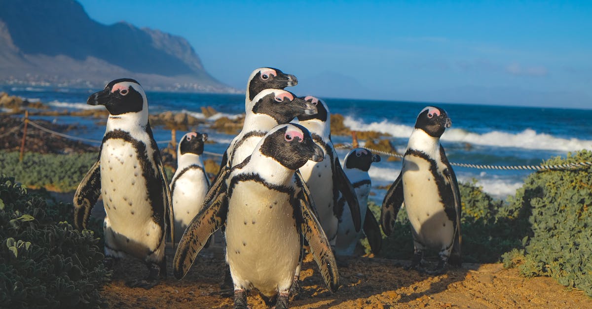 group of african penguins on rocky shore at betty s bay with ocean and mountains in the background