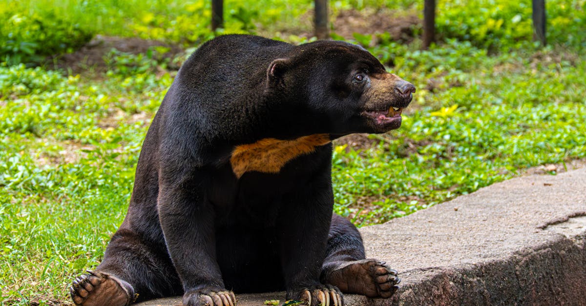 Home sun bear relaxing on a stone path in a grassy outdoor setting 1