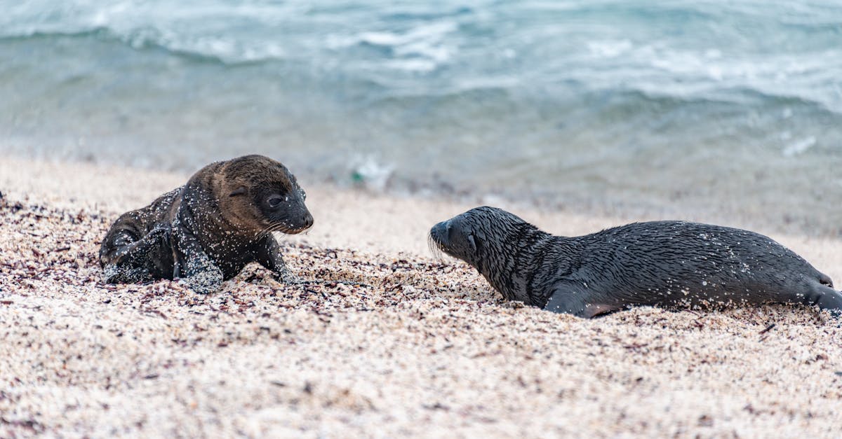 two young seals on a sandy beach by the sea basking in the natural coastal environment