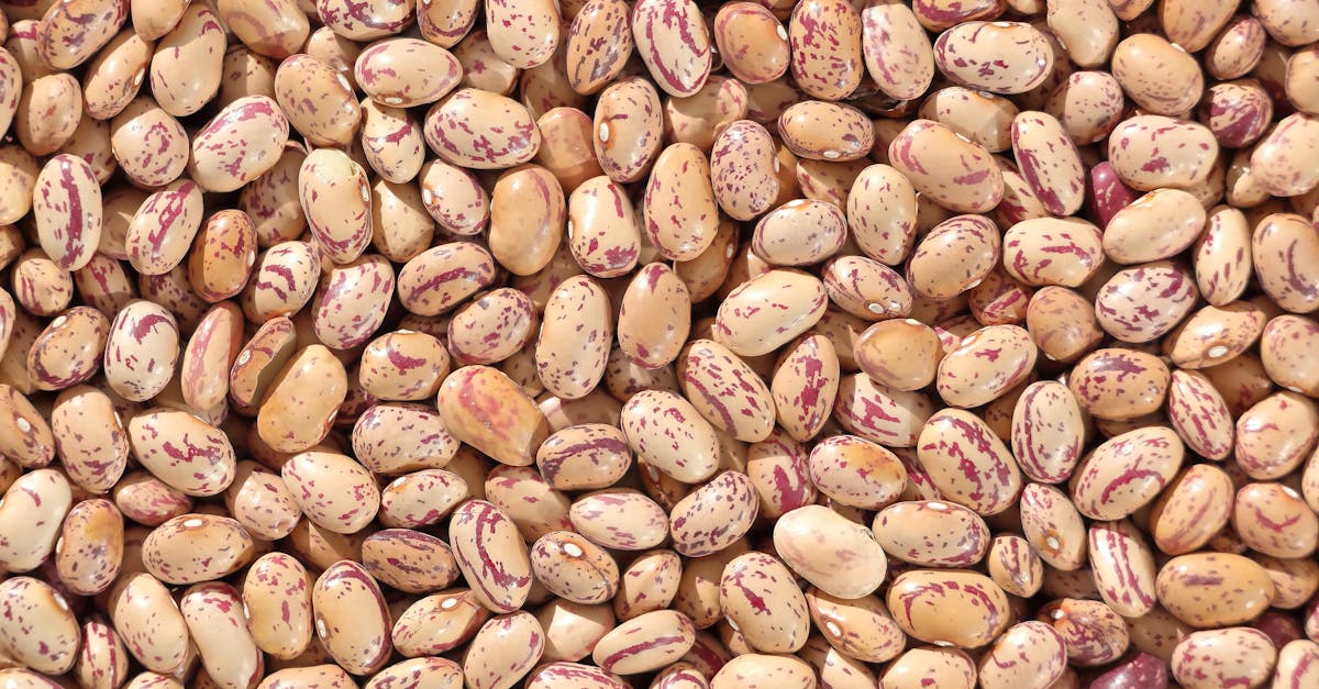 vibrant close up image of pinto beans showcasing their distinct patterns and
